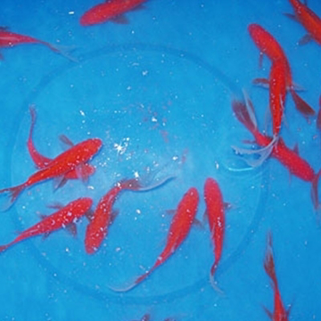 5" Comet Goldfish - 12 ct