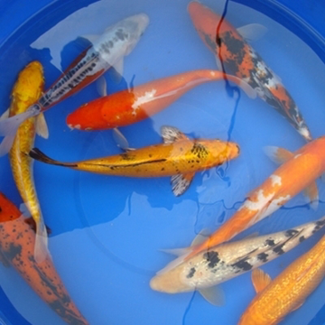 12" Decorative Koi - 1 ct