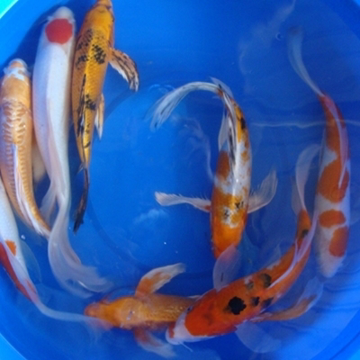 14" Premium Butterfly Koi - 1 ct