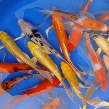8" Select Butterfly Koi - 4 ct 