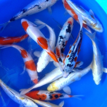 8" Select Koi - 4 ct