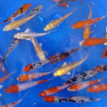 3" Select Koi - 25 ct