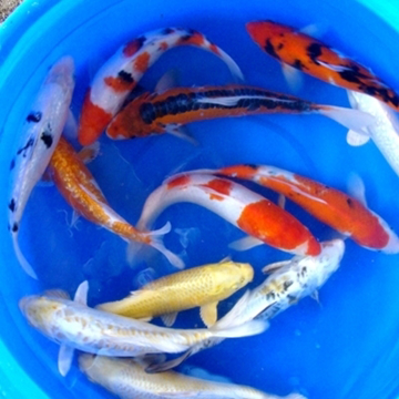 12" Select Koi - 1 ct