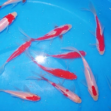 4" Sarasa Comet Goldfish - 18 ct