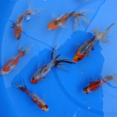 Picture for category Fantail Calico Goldfish