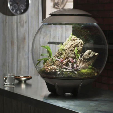 Picture for category biOrb Terrariums